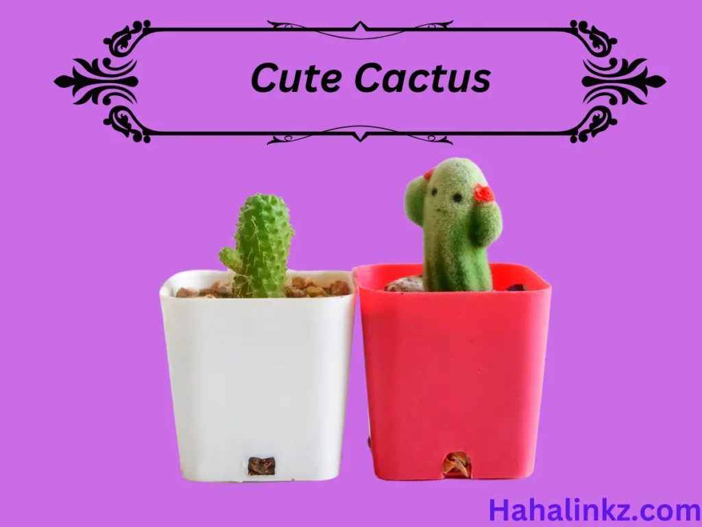 Cute Cactus