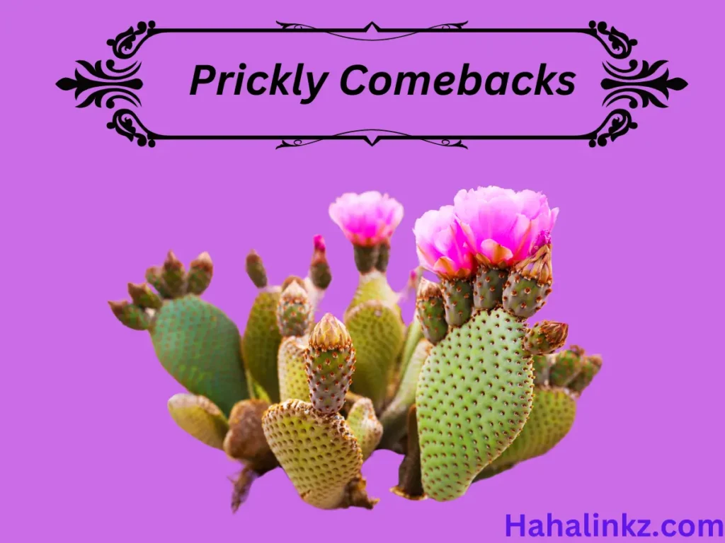 Prickly Comebacks