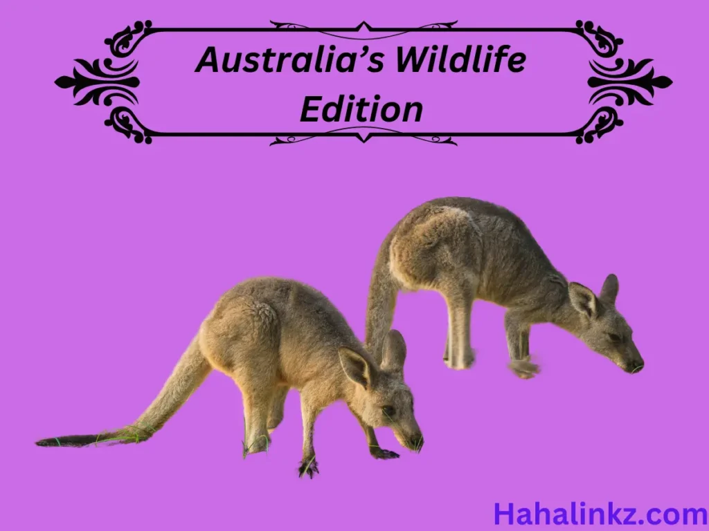 Australia’s Wildlife Edition