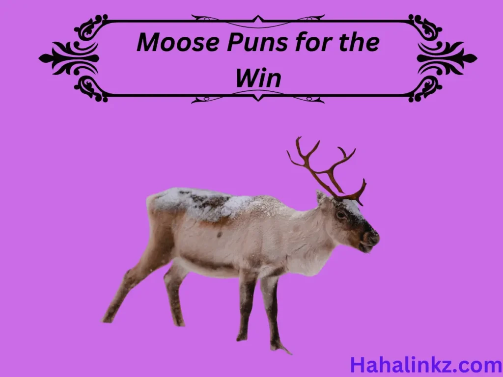 Moose Puns for the Win